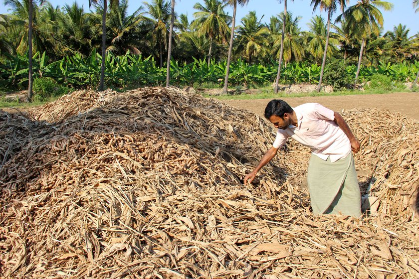 The harvested turmeric is covered with dried leaves, waiting to be boiled, dried and polished.