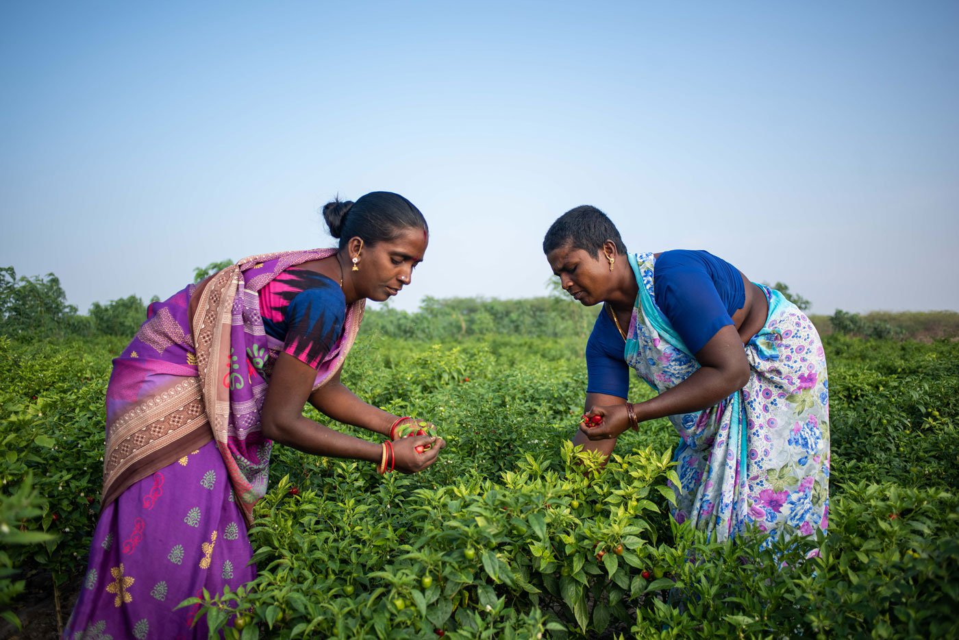 Ambika wearing a purple saree working with Rani in their chilli fields