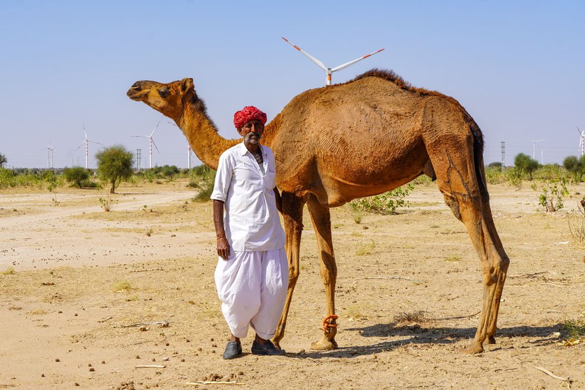 Right: Jora Ram with his camels in Degray oran