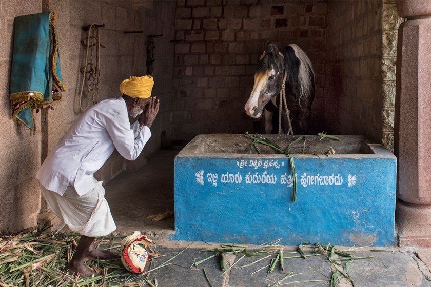 Left: During the migration walks, great care is taken to safeguard the wounded or ill animals – here, a wounded goat had occupied the front passenger seat of a van. Right: Kurubas revere their animals, especially the horse; in Alakhanur village, a shepherd bows before the animal