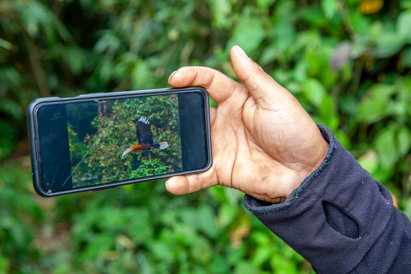 Right: A male Rufous-necked Hornbill is one of many images he has on his phone.