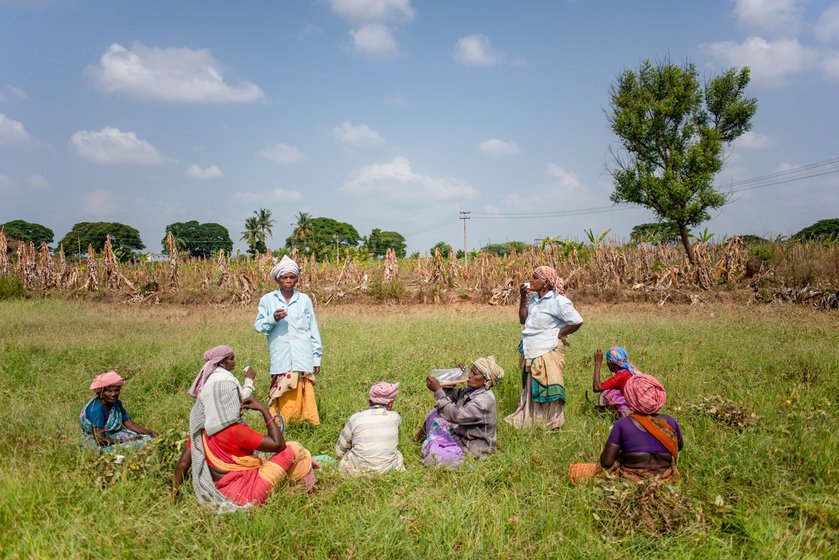 Women agricultural labourers weeding (left) in Gopal's field. They take a short break (right) for tea and snacks.