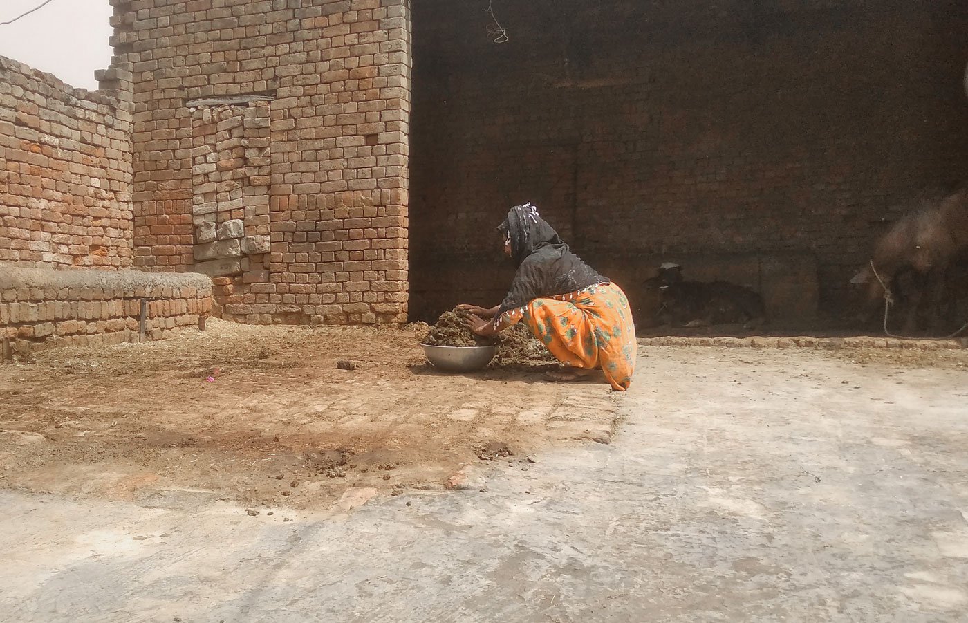 Manjit Kaur cleaning the dung of seven buffaloes that belong to a Jat Sikh family in Havelian village