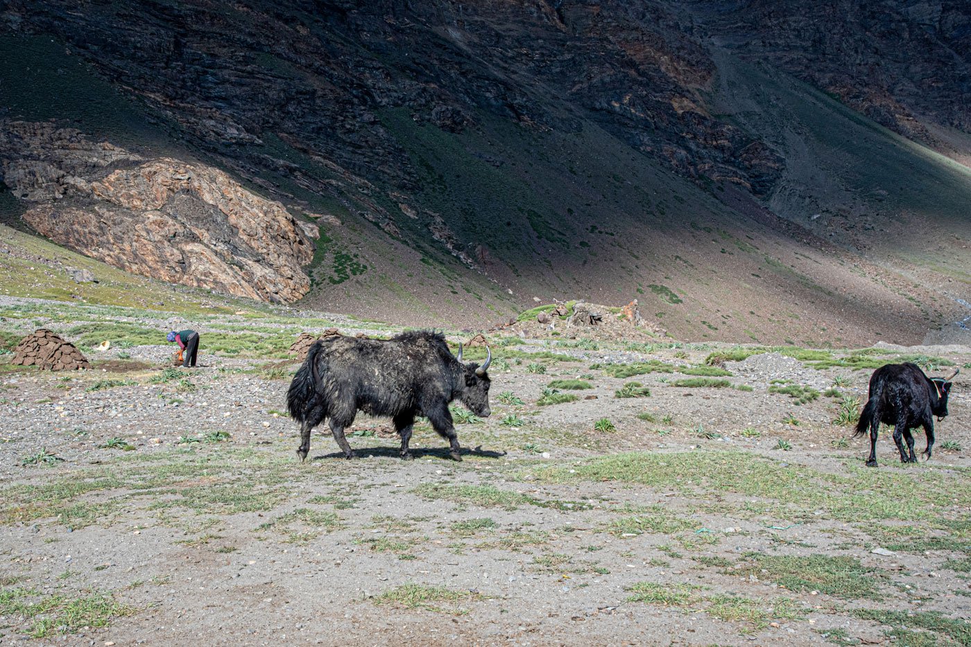 Locals say that there is a large variation in temperatures, with unusually hot summers. This has affected the yak population which has halved in the last ten years