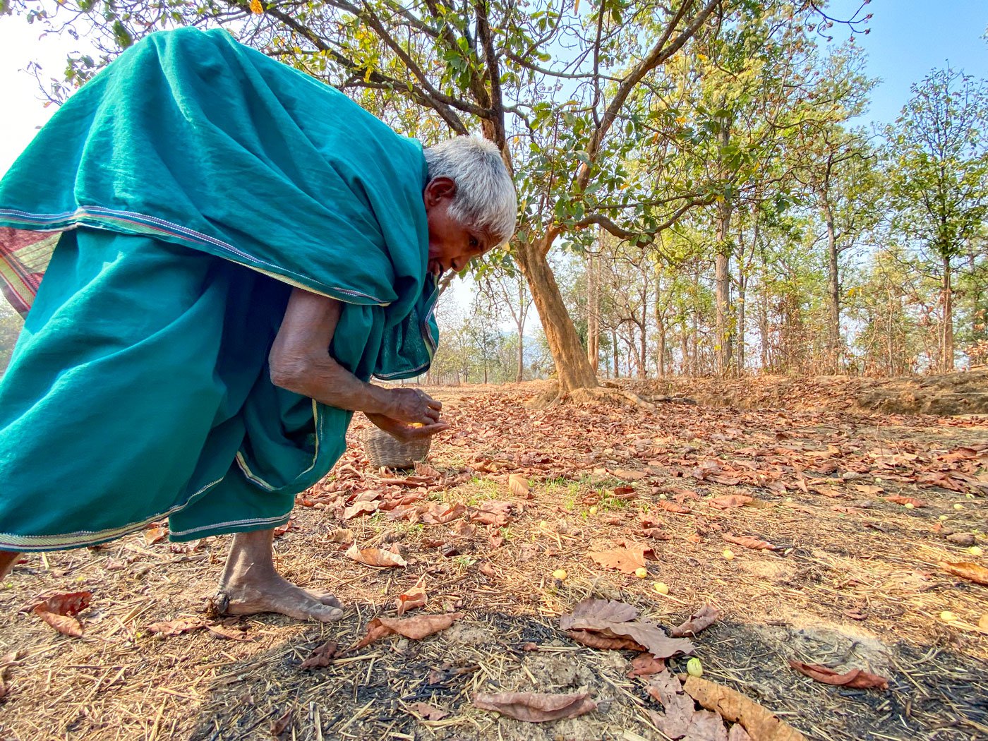 75-year-old Chherken Rathia is also busy in collecting mahua . She says she has been doing this since she was a child