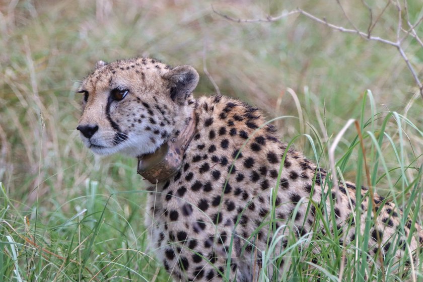 The hundreds of square kilometres of the national park is now exclusively for the African cheetahs. Radio collars help keep track of the cat's movements