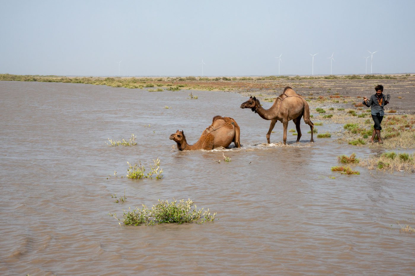 Kharai camels can swim a distance of 3 to 5 kilometres in a day