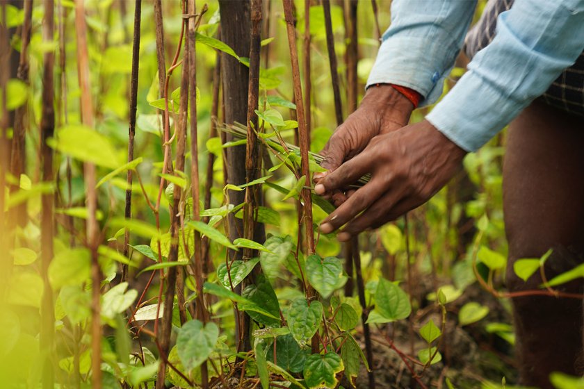 Ajay Chaurasia is tying the plant with a stick so that it does not bend with the weight of leaves. Magahi betel leaves are fragrant and soft to the touch. There is almost no fibre in the leaf so it dissolves very easily in the mouth – a singularly outstanding quality that makes it superior to other species of betel leaf