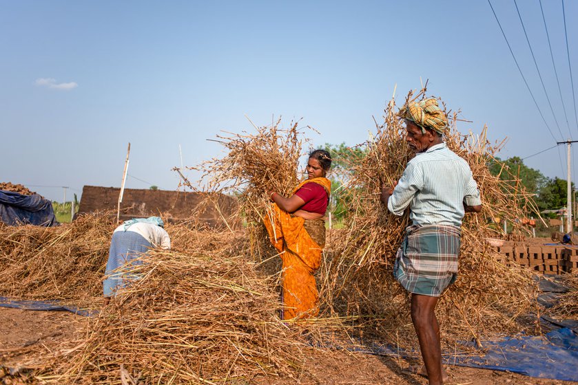 Priya and Gopal shake the harvested sesame stalks (left) until the seeds fall out and collect on the tarpaulin sheet (right)