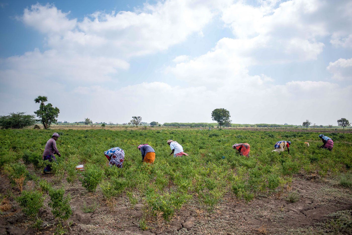 Women working in the chilli fields