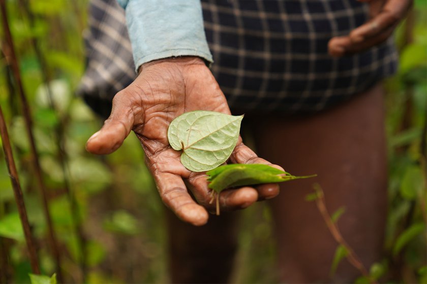 Ajay Chaurasia is tying the plant with a stick so that it does not bend with the weight of leaves. Magahi betel leaves are fragrant and soft to the touch. There is almost no fibre in the leaf so it dissolves very easily in the mouth – a singularly outstanding quality that makes it superior to other species of betel leaf