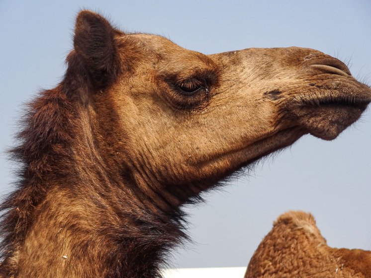 A narrow chest, single hump, and a long, curved neck, as well as long hairs on the hump, shoulders and throat are the characteristic features of the Kachchhi breed