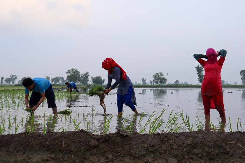 Mangal, Jasdeep and Rajveer transplanting paddy in the fields of upper caste farmers