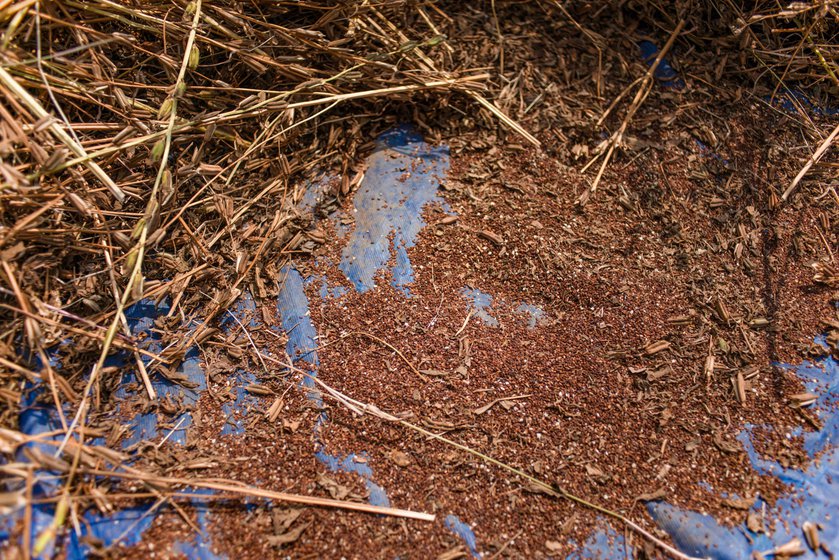 Priya and Gopal shake the harvested sesame stalks (left) until the seeds fall out and collect on the tarpaulin sheet (right)