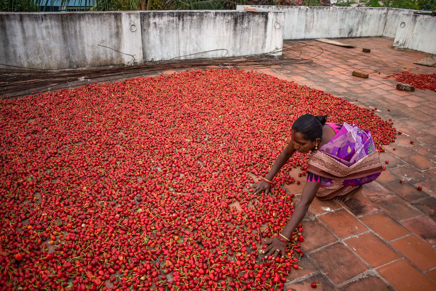 Ambika of Melayakudi village drying her chilli harvest on her terrace