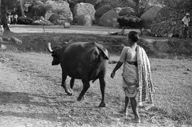 काम ही काम, महिलाएं गुमनाम: गायों के घर लौटने तक (पैनल 9A)