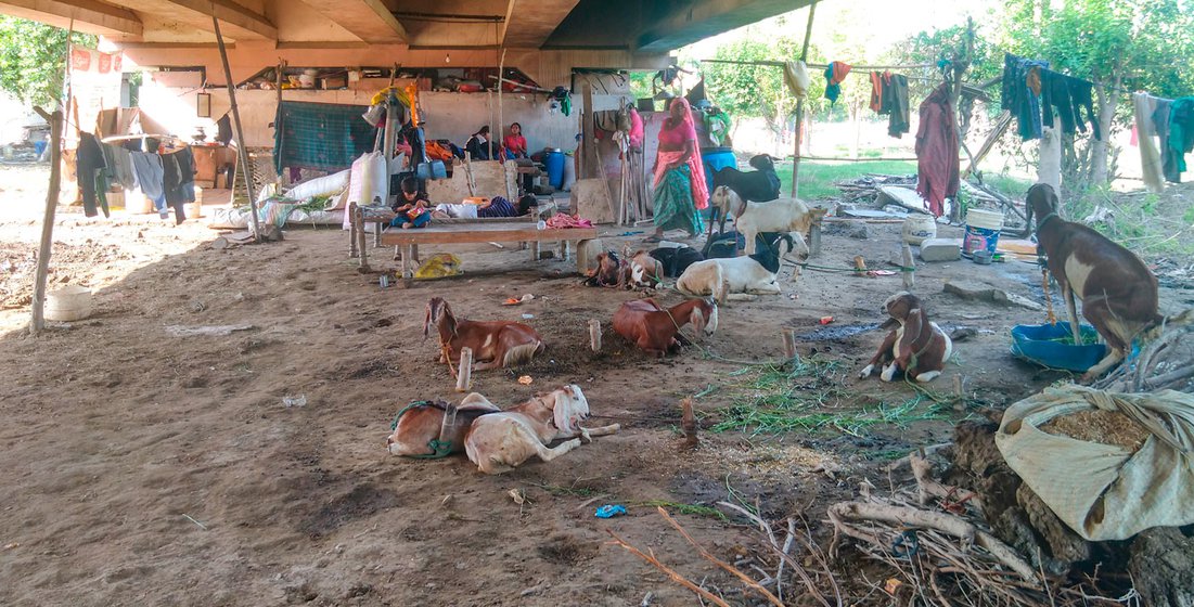 The makeshift homes of the Bela Esate residents under the Geeta Colony flyover. Families keep goats for their domestic consumption and many were lost in the flood.