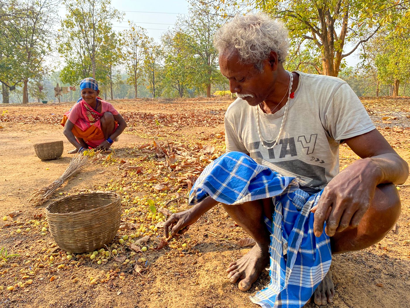 Jalsai Raithi and his wife are collecting mahua from their own tree in their field