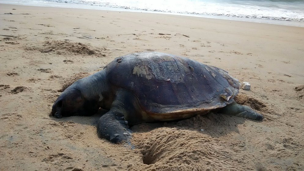 turtle near the sea