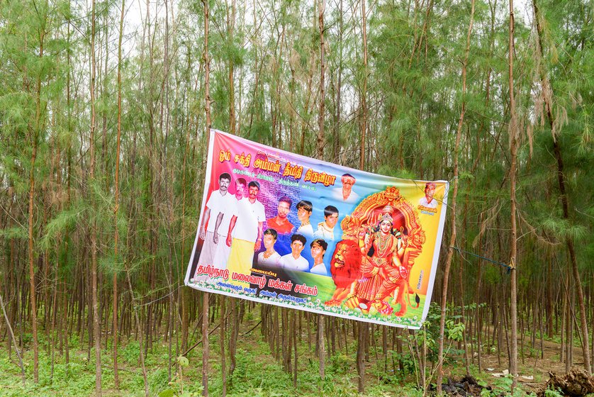 Left: A banner announcing the theemithi event hung on casuarina trees is sponsored by Tamil Nadu Malaivaazh Makkal Sangam – an association of hill tribes to which Irulars belong. A picture of late P. Gopal is on the top right corner.