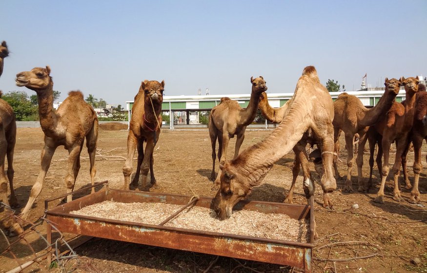 Eating cattle fodder at the cow shelter.