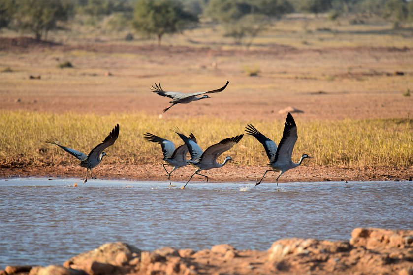 Jaisalmer lies in the critical Central Asian Flyway – the annual route taken by birds migrating from the Arctic to Indian Ocean, via central Europe and Asia