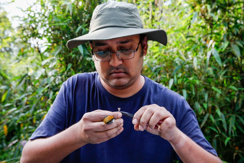 Srinivasan in Eaglenest measuring the tarsus of a bird. The scientist's work indicates birds in this hotspot are moving their ranges higher to beat the heat.