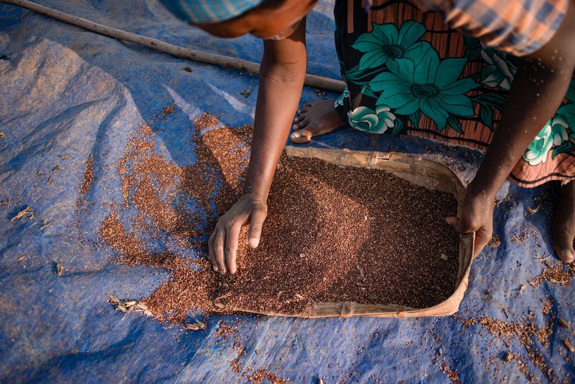 Sesame seeds collected in the winnow (left). Seeniammal (right)  a brick kiln worker, helps out with cleaning the sesame seeds to remove stalks and other impurities