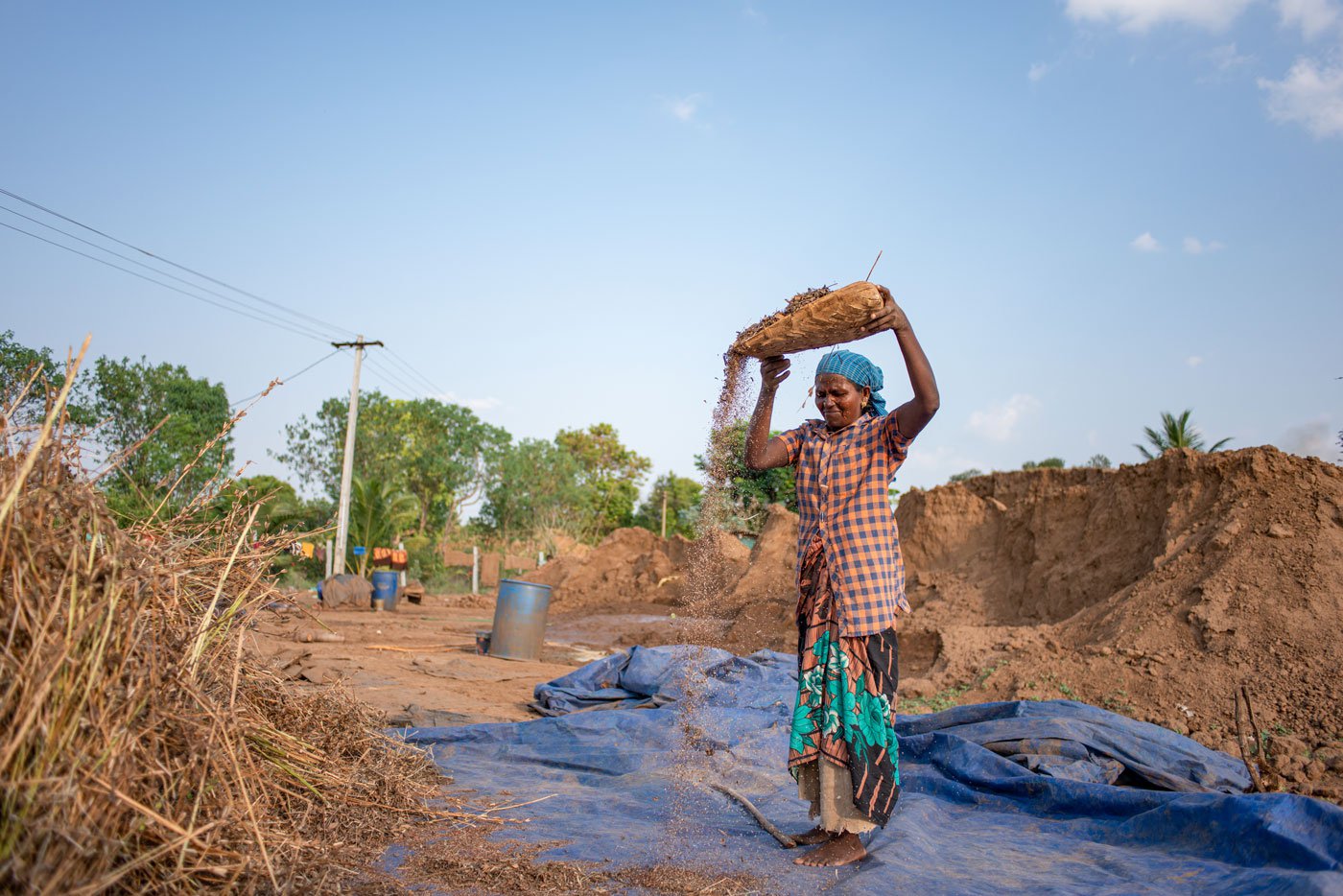 Sesame seeds collected in the winnow (left). Seeniammal (right) a brick kiln worker, helps out with cleaning the sesame seeds to remove stalks and other impurities