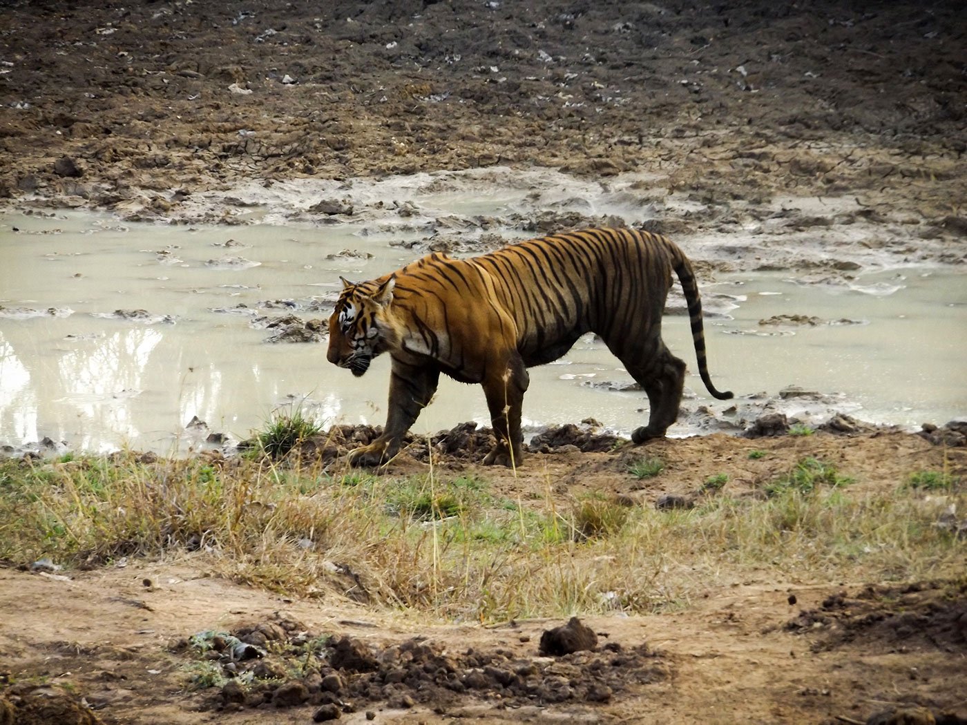 The Tiger Encounter