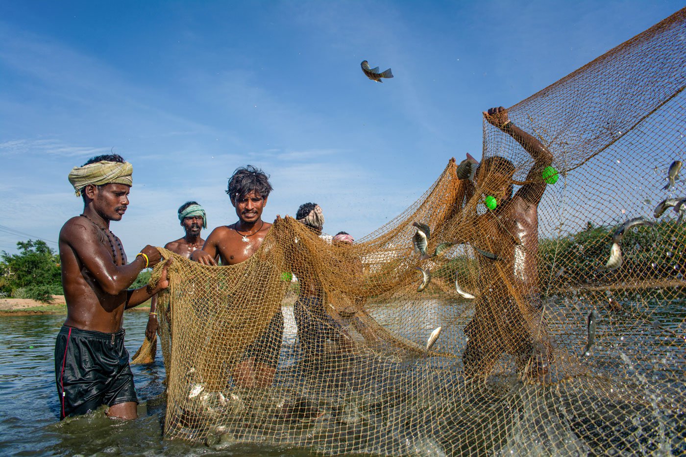 Fishermen hauling nets out of water in the big lake in Jawaharlalpuram. Mokka (extreme left), says there are stones and thorns in the lake bed. 'If pricked by a thorn, we won't be able to even walk properly so we have to be very careful when throwing the nets'