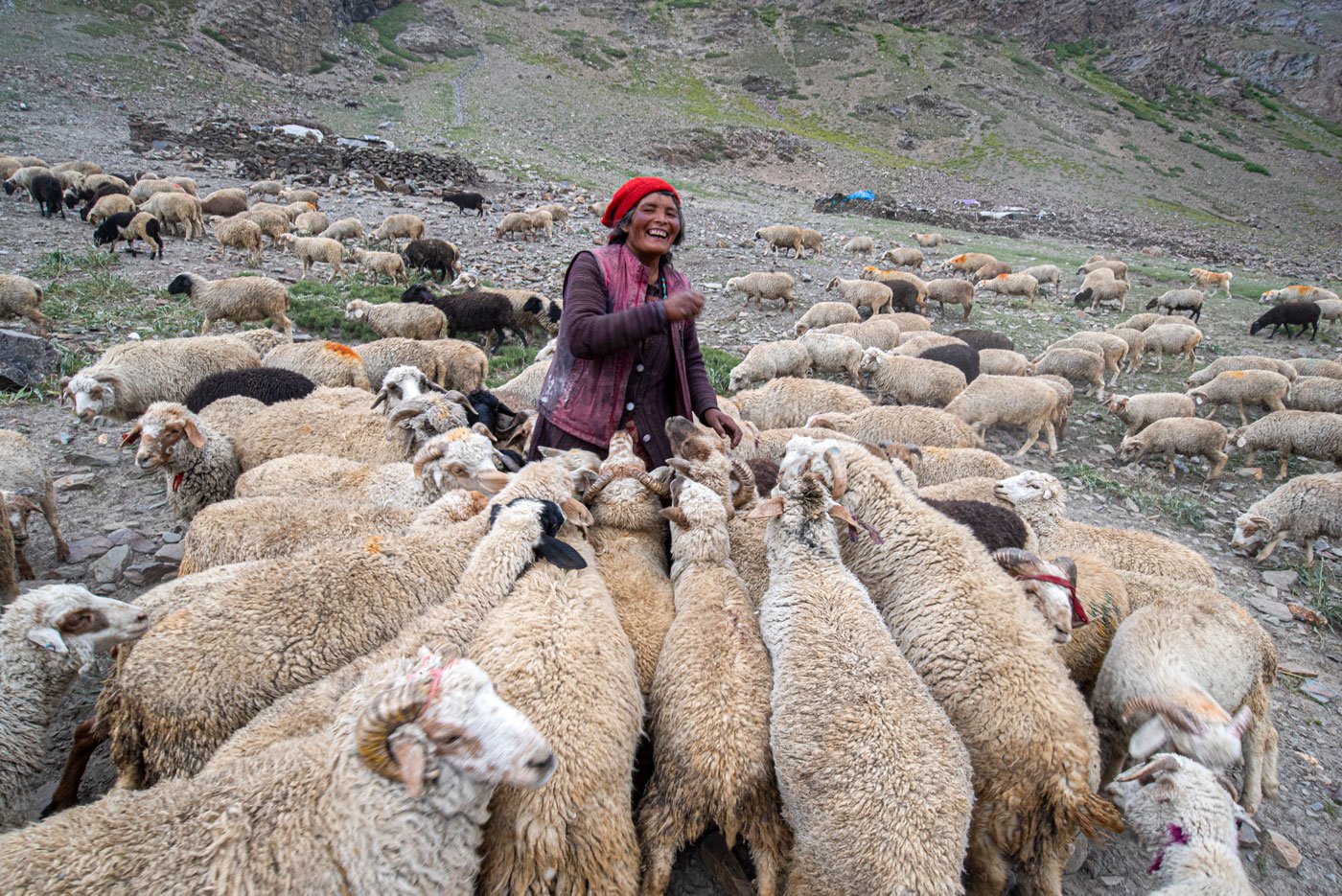 Tashi Dolma surrounded by a flock of sheep which belong to her family