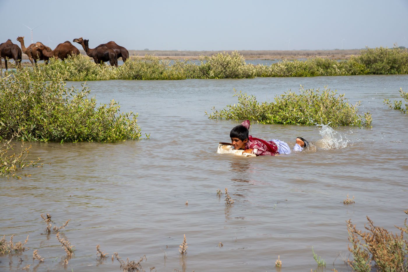 Hari, Jethabhai Rabari's son, swimming near his camels. ‘I love to swim with the camels. It’s so much fun!’