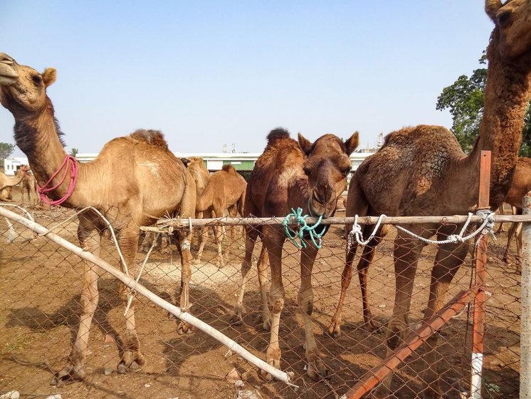 The 58 dromedaries have been kept in the open, in a large ground that's fenced all around. The Rabaris are worried about their well-being if the case drags on