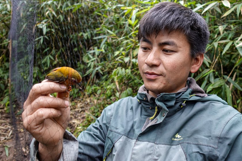 Right: Dambar holding a White-browed Piculet that he delicately released from the mist-net