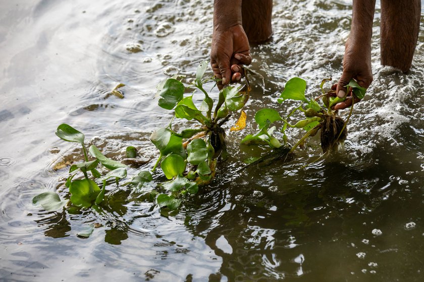 Right: Shivram Saxena touching the water hyacinth in the Sai