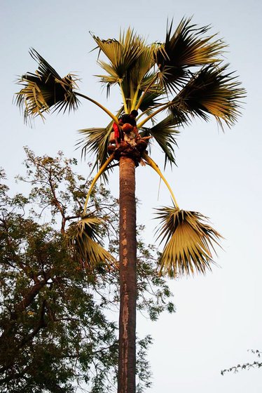 Motla Thuna on a palm tree in Chilagda village, which the Bhils call ‘taad’. He is peeling off the branches to release a liquid called 'taadi'. To make taadi, the villages hang pitchers around the inflorescence (the incipient flowers of the tree) to collect the juice. This is done in the evening, and the pitchers fill up during the night. Early in the morning, it tastes like a sweet juice, but if exposed to sunlight, taadi ferments and becomes an alcoholic beverage