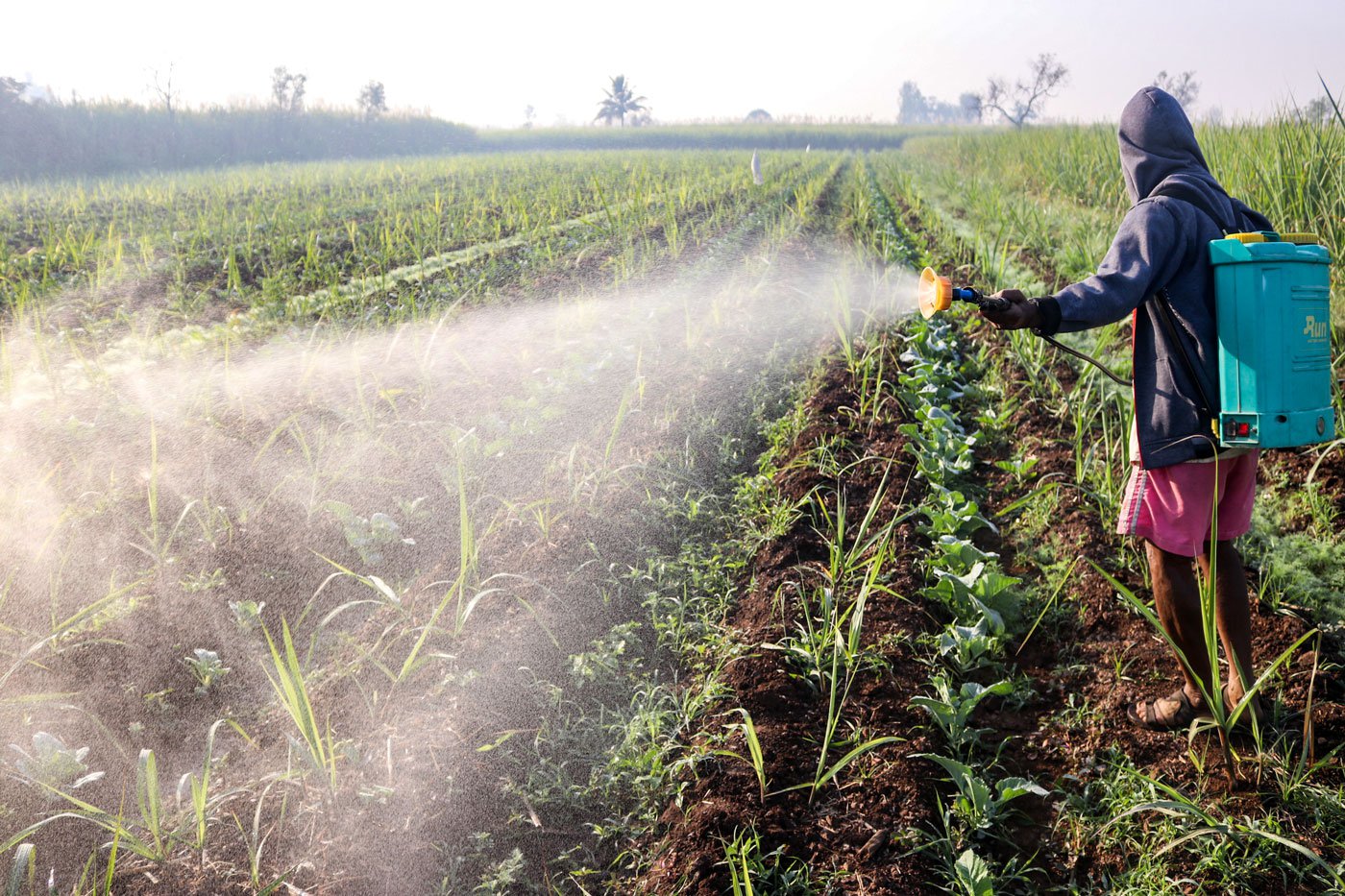 Farmers in the area are increasing their use of pesticides to hurry crop growth before excessive rain descends on their fields