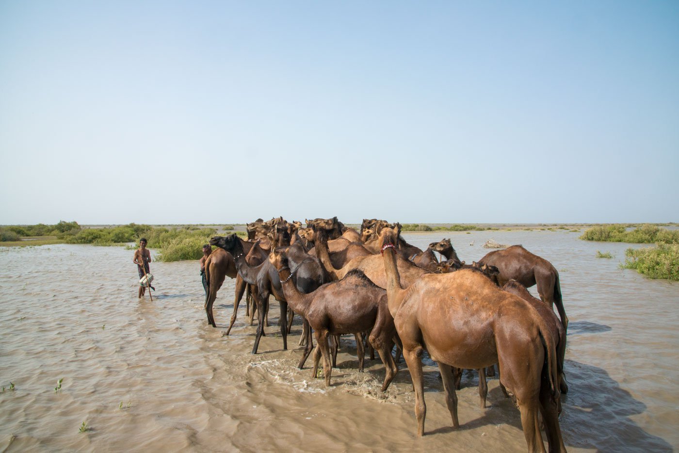 The camels’ movement in the area and their feeding on plants help the mangroves regenerate