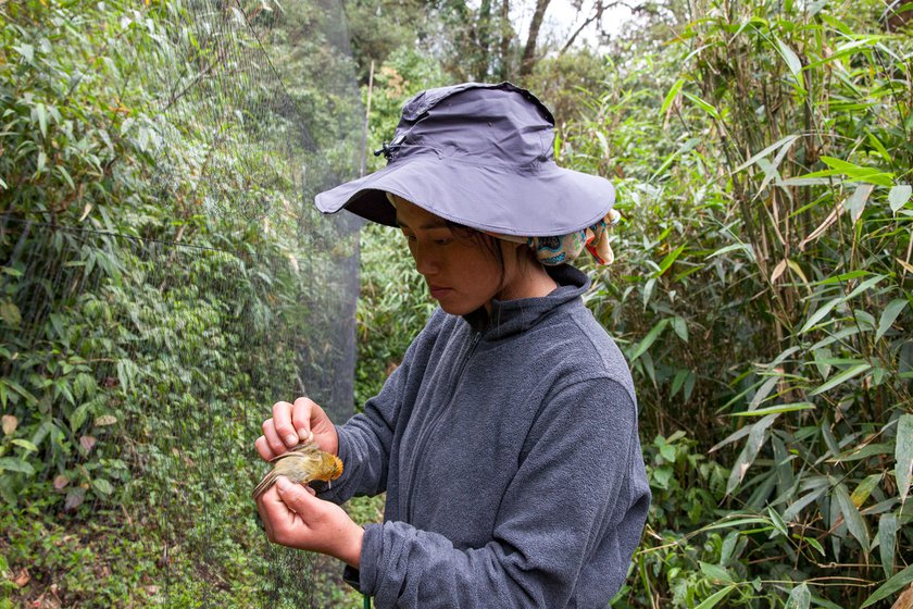 Right: Aiti gently releasing a Rufous-capped Babbler from the nets