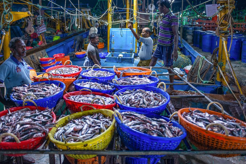 A woman vendor carrying fishes at the Therespuram auction centre on a busy morning. Right: At the main fishing Harbour in Tuticorin, the catch is brought l ate in the night. It is noisy and chaotic to an outsider, but organised and systematic to the regular buyers and sellers