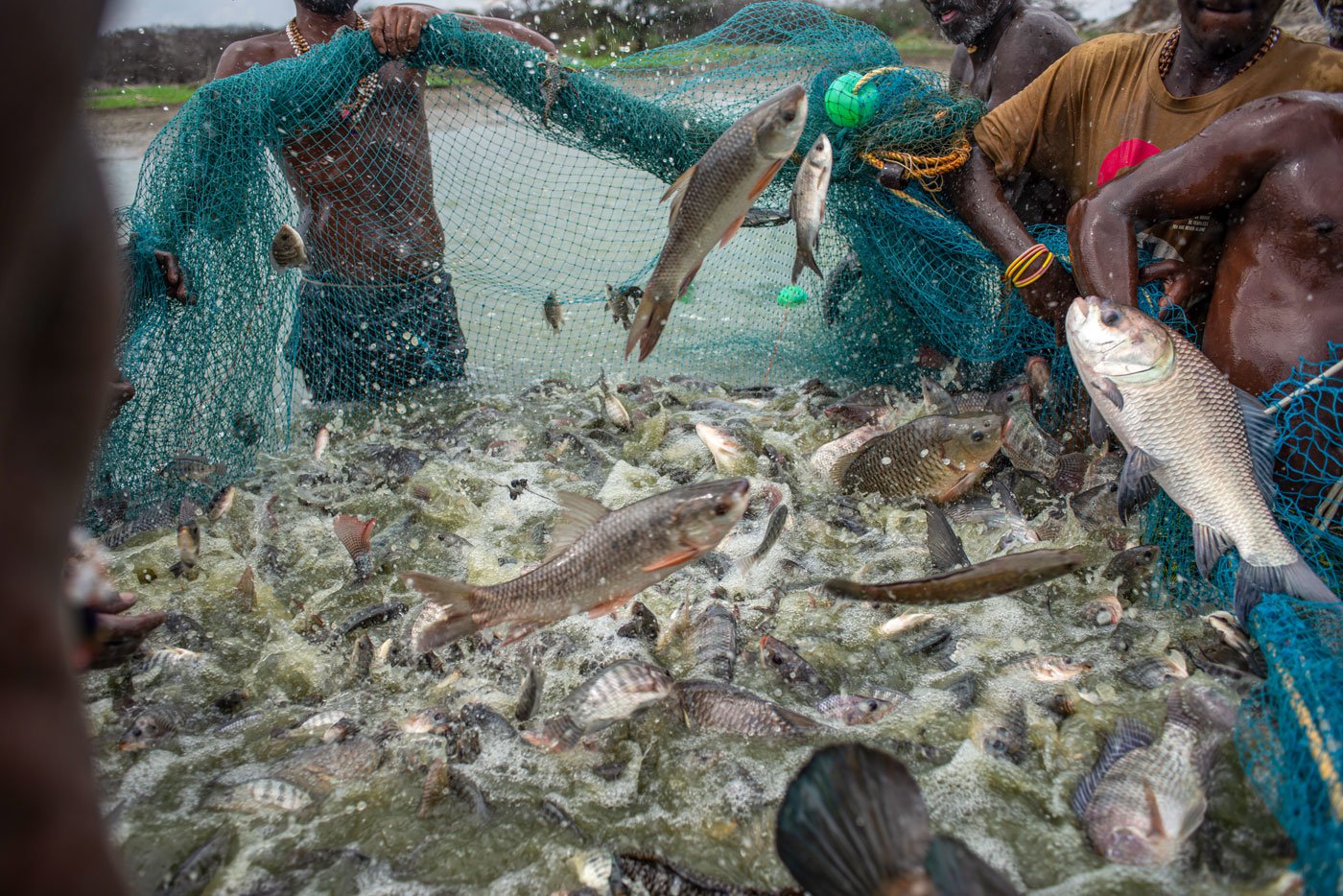 They move their catch towards shallow waters where temporary structures have been built to collect and store fish