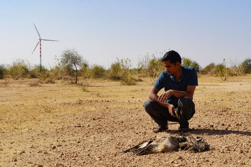 Right: Bishnoi near the remains of a GIB that died after colliding with powerlines