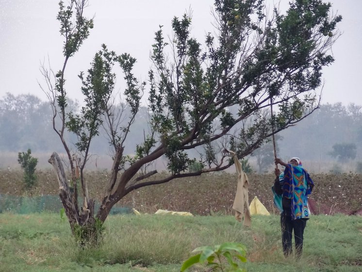 Right: Dadaji plucking oranges from the lone tree on Ramchandra’s farm
