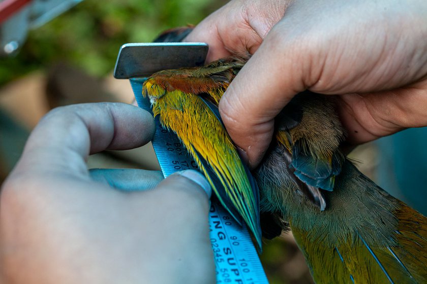 Umesh measuring the tarsus of a White-throated-fantail (left) and the wing of a Chestnut-crowned laughing thrush (right)