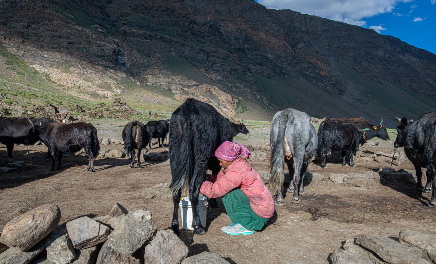 Pastoralists here are mostly dependent on dzomos, a female cross between yak and kots. A dzomo gets milked twice a day- morning and evening. The milk is used to make ghee and churpi (a local cheese)