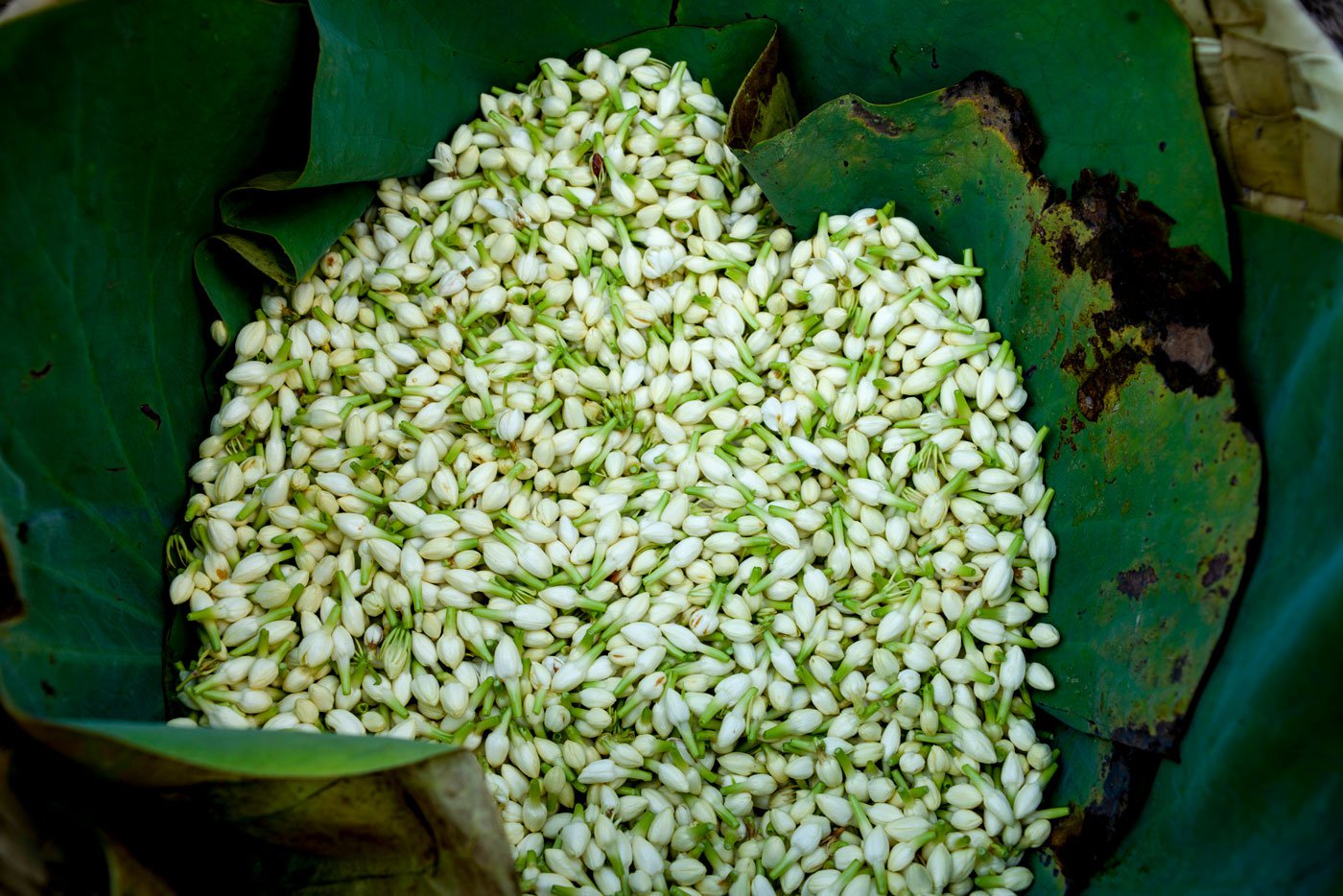 Pearly white jasmine buds on their way to other states from Thovalai market in Kanyakumari district