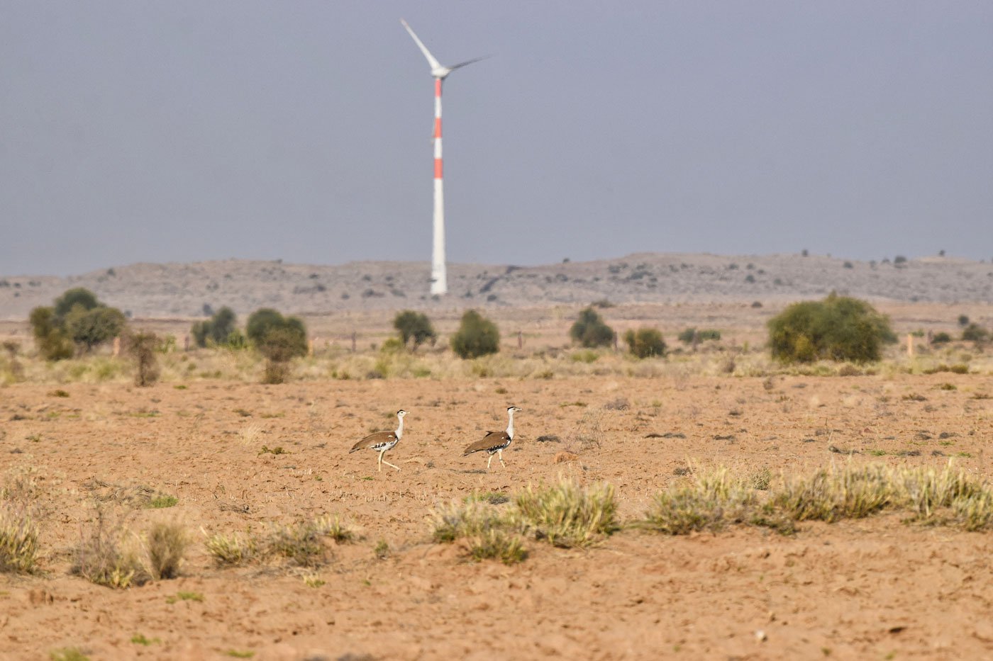 In Jaisalmer: gone with the windmills