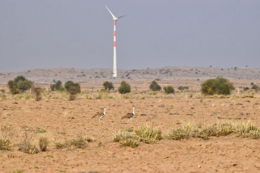 Right: The Great Indian Bustard’s population is dangerously low. It’s only home is in Jaisalmer district, and already three have died after colliding with wires here