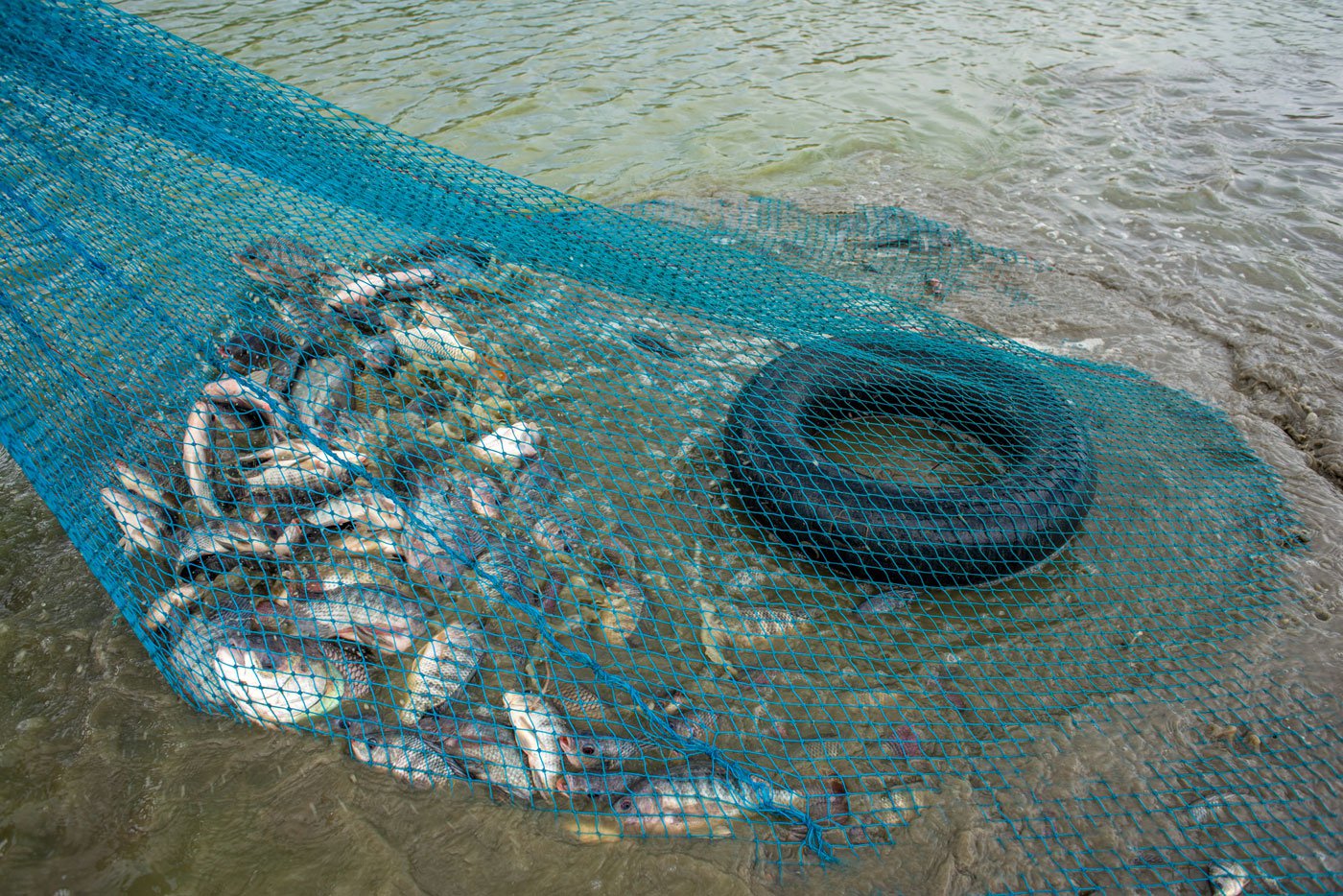 Fish caught during the day are stored in a temporary structure called ' aapa' to keep the catch fresh until evening when it will be taken and sold at the market